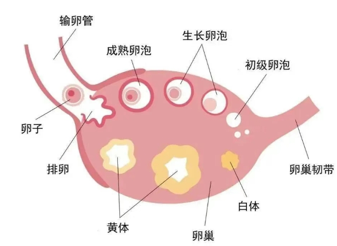  优化备孕：您需要了解的卵泡监测关键点